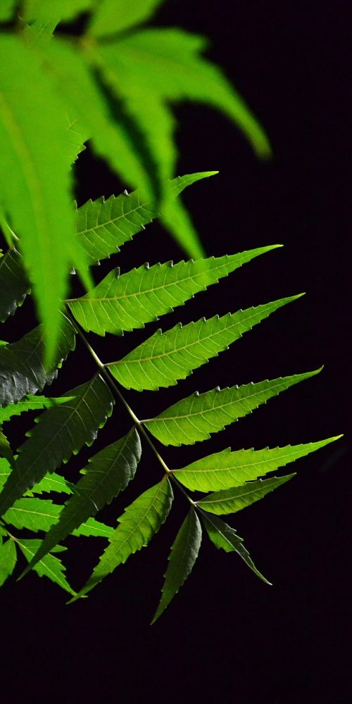 kohoma tree leaf, herbal tree, tree, nature, leaf, green, medicine, local medicine, sri lanka, sri lankan medicine, ceylon, mawanella, black tree, black leaf, green medicine, black medicine